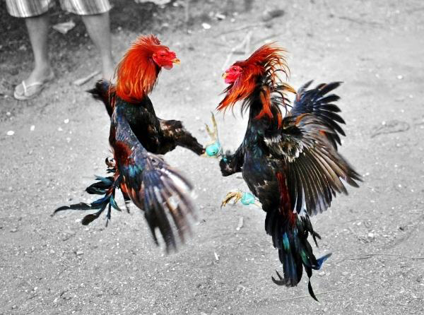 Trải nghiệm đá gà trực tuyến ở đâu uy tín nhất?