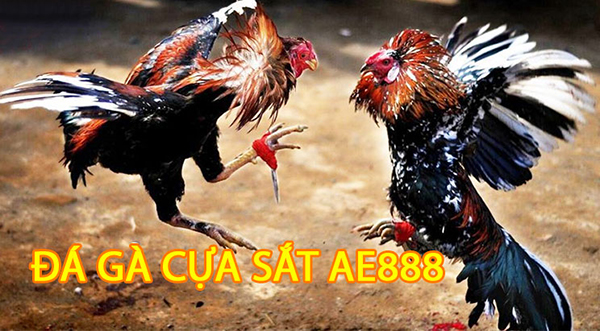 Giới thiệu về đá gà ae888 uy tín