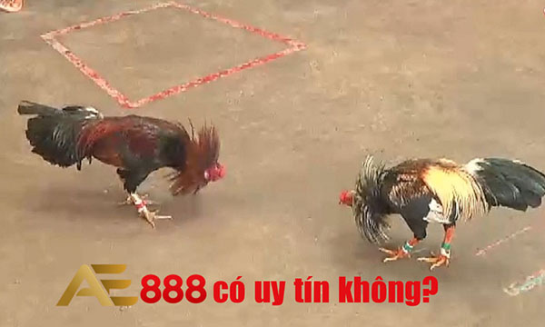 Các loại hình đá gà khác nhau tại AE888 mà anh em nên biết