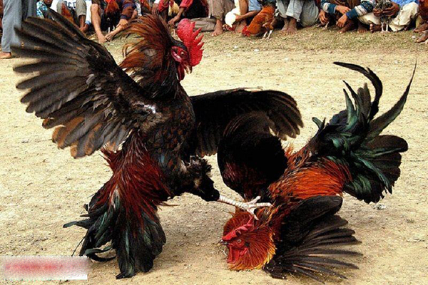 Ưu điểm vượt trội khi tham gia tại đá gà C1