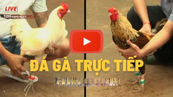 Những lưu ý cần biết khi mang kê chiến tham gia giải C1