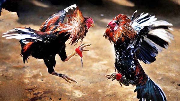 Đá gà cựa dao hôm nay