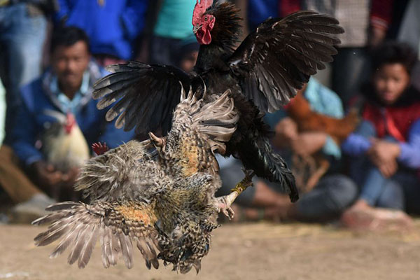 Đá gà cựa dao trực tiếp