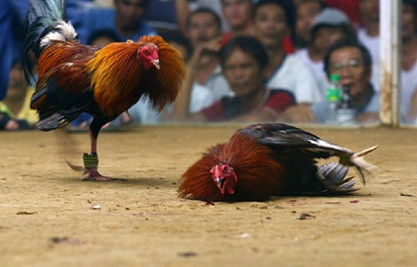 Đá gà cựa sắt là gì?