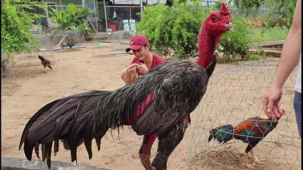 Luật chơi nên biết trong đá gà Khmer