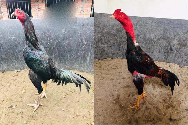 Các hình thức chơi đá gà Khmer