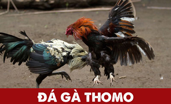 Luật chơi cần biết khi tham gia đá gà thomo