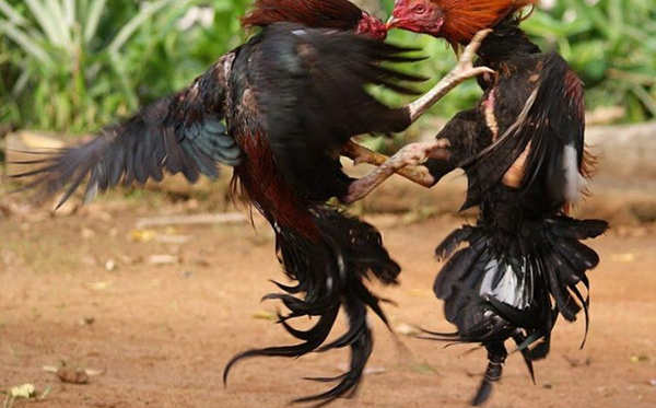 Một số lưu ý khi tham gia trò chơi đá gà thomo