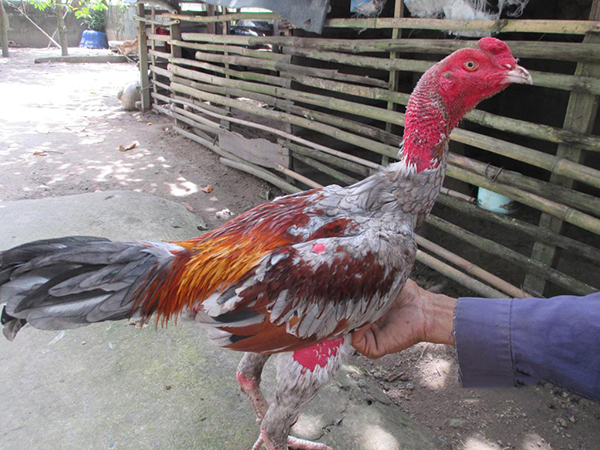 Chọn gà hay thông qua bắp đùi/ cựa gà