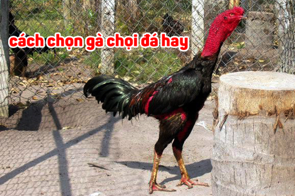 Chọn gà hay bằng cách xem tướng