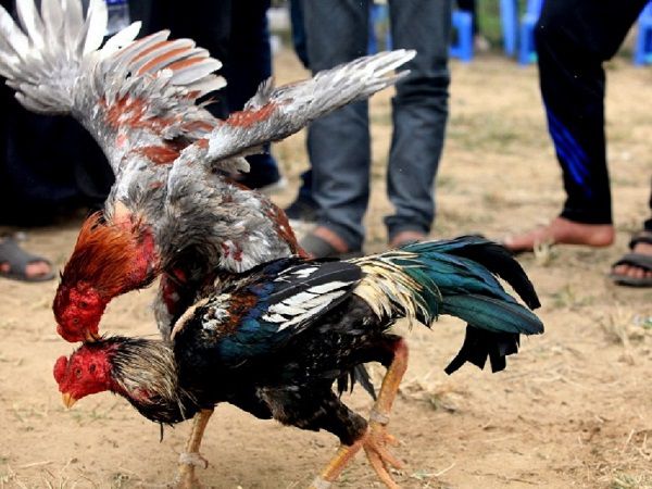 Cách nuôi gà đá đòn độc