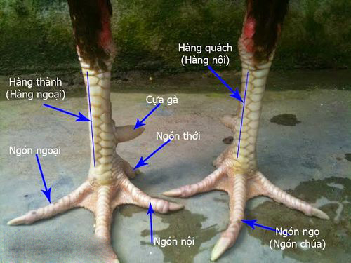 Những loại vảy gà tốt mà anh em nên tham khảo