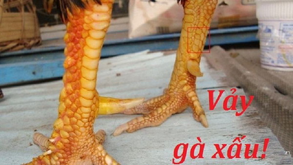 Vảy gà lộc điền tự/ điền ngoại