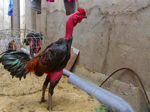 Chọn gà đá hay thông qua bắp đùi