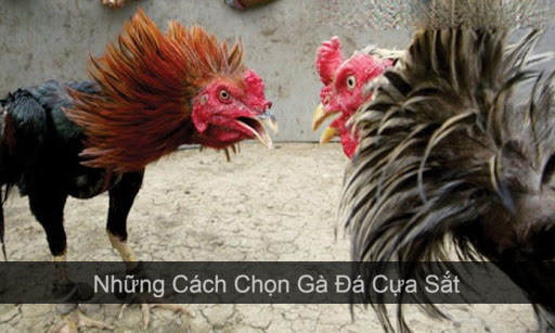 Cách chọn gà đá cựa sắt hay hiện nay