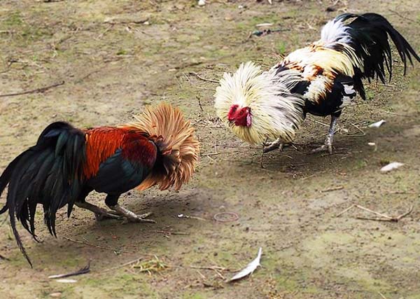 Cách chọn gà tre đá hay có thể trạng tốt