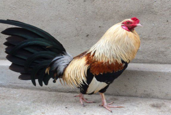 Cách chọn gà tre đá hay thực tế trên thân gà