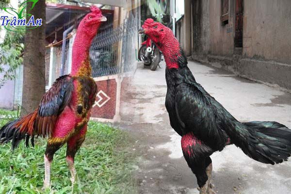 Một chú gà sở hữu lối đá chọi hay thì có phải là tất cả