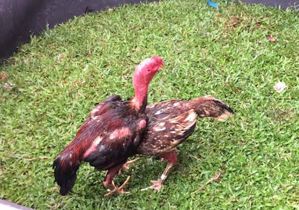 Các cách nhận biết đòn lối gà chọi hay mà bạn nên tham khảo