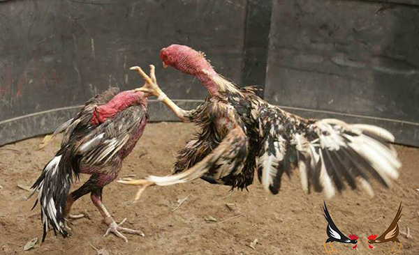 Chú ý trong quá trình nuôi gà đá bo lớn