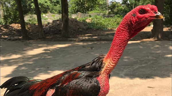 Cách tập luyện cho gà đá bo lớn