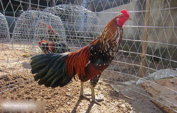 Những cách nuôi gà đá chân mạnh