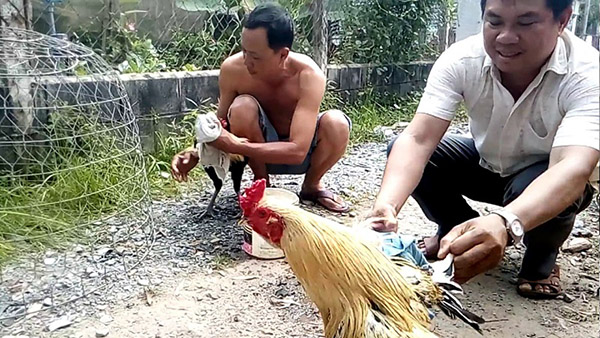 Hướng dẫn cách tắm gà đá cựa sắt