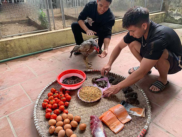 Vô mồi gà đá cựa sắt trước khi ra trận