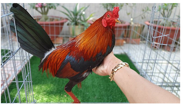 Vô mồi gà đá cựa sắt bằng thức ăn