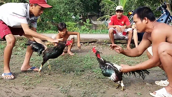 Tại sao đá gà ăn tiền Miền Tây lại hấp dẫn đến vậy?