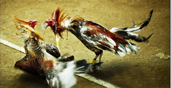 Đá gà tre tranh giải là gì?