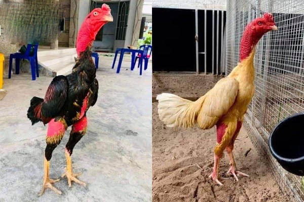 Dòng gà chọi hay nhất Việt Nam hiện nay