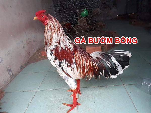 Ngày chọn cho gà bướm đá có chính xác hoàn toàn không?