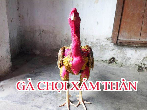 Gà chọi Xám Thần là gì?