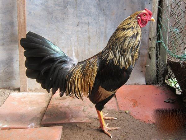 Gà rừng chuối và những đặc điểm thú vị