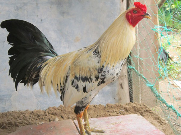 Gà chuối là gà gì?