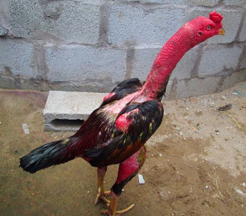 Đặc điểm chung của dòng gà