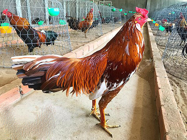 Gà khét có màu chân gì là tốt nhất?