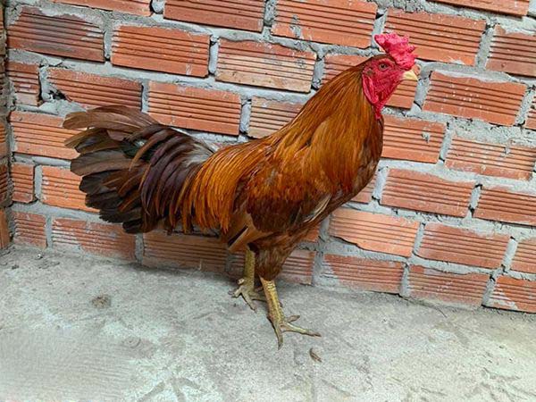 Xem ngày tốt để đá gà là gì?