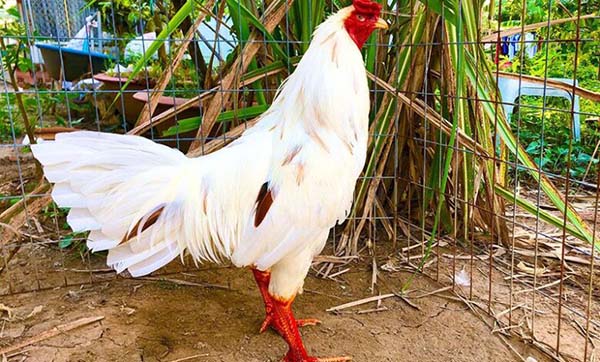 Cần chú ý điều gì khi xem gà khét đá ngày nào tốt nhất