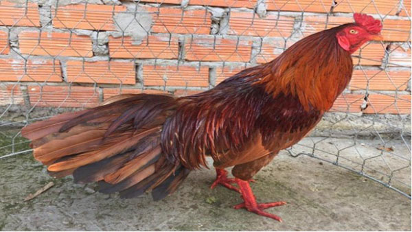 Phân biệt mạng màu Gà khét với gà chuối