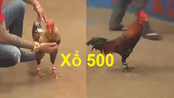 Trại gà Mít Trà Cú lớn bậc nhất miền Tây