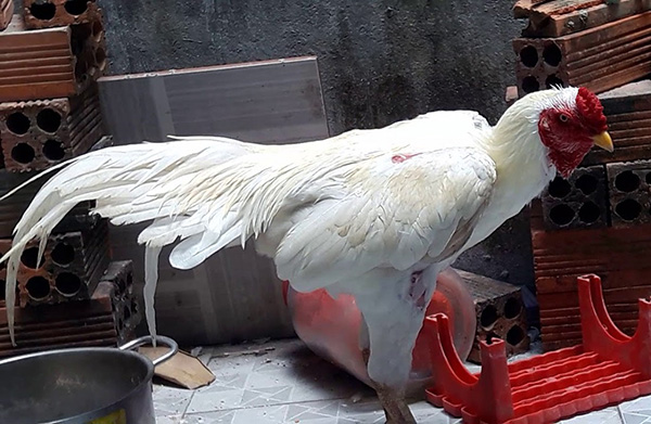 Gà nhạn chân màu nào đá hay nhất?
