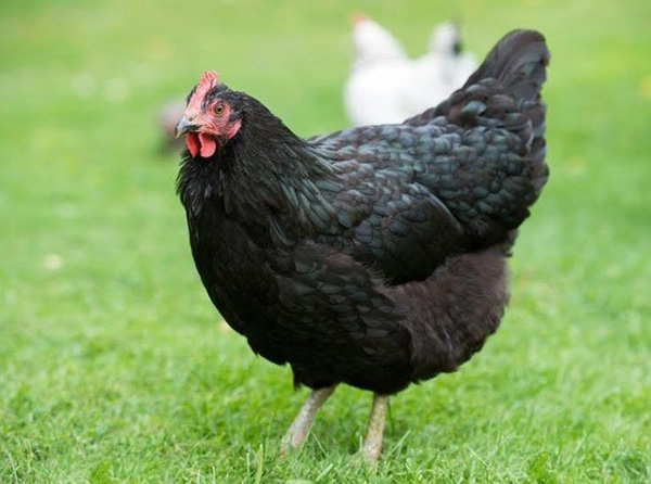 Gà quạ Australorp có đá được không?