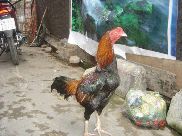 Gà tía có thật sự đá hay hay không?