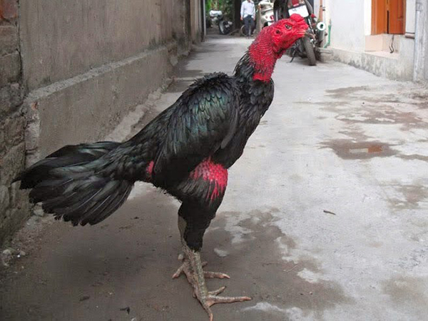 Gà xám chân xanh đá hay như lời đồn không?