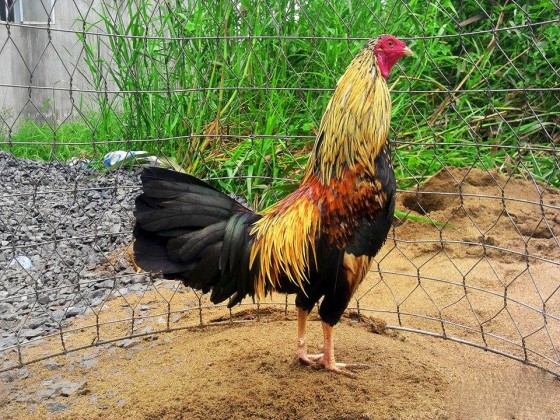 Hướng dẫn cách xem màu mạng của giống gà chuối