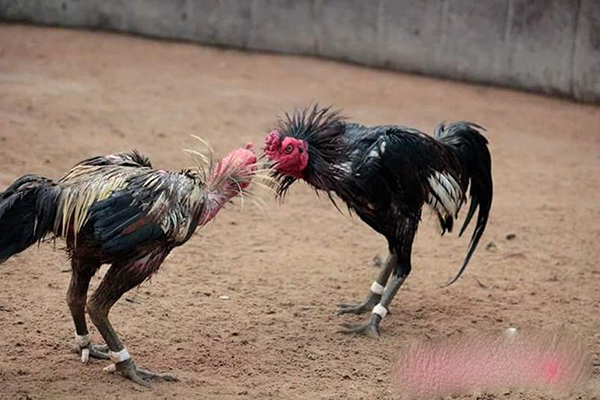 Tổng hợp những đòn cáo chết gà
