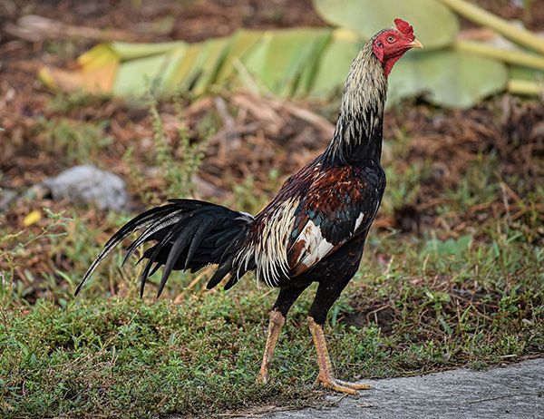 Đá gà đòn Thái Lan mới nhất Có Đá Hay Như Lời Đồn?