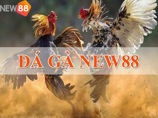 Thuật ngữ cần biết khi trải nghiệm tại đá gà New88